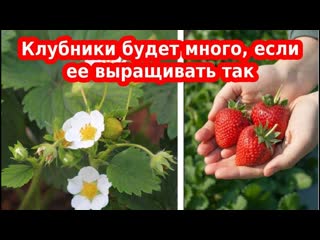 Уход за клубникой для начинающих. Секрет выращивания клубники - земляники