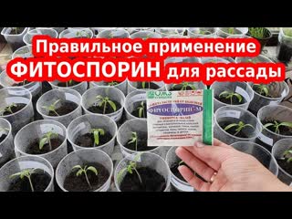Правильное применение ФИТОСПОРИН М для рассады
