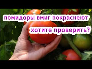 УСКОРЯЕМ СОЗРЕВАНИЕ ТОМАТОВ // КАК УСКОРИТЬ ПОКРАСНЕНИЕ ПОМИДОР БЕЗ ХИМИИ
