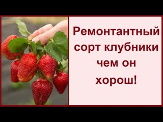 Ремонтантные сорта клубники ? чем они хороши ? выбрала самые лучшие