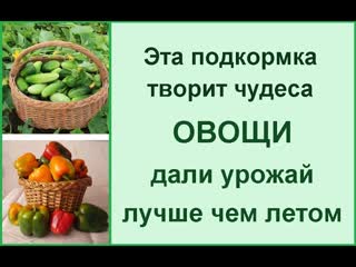 Лучшая подкормка для позднего урожая// подкормка осенью// удобрения в осень