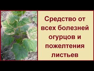 Профессиональное лечение огурцов от всех видов болезней
