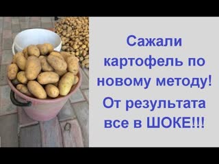 Урожай картофеля с куста ?выращивание картофеля по новому методу