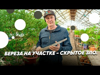 ЧЕМ ОПАСНА БЕРЕЗА В САДУ? Почему не стоит сажать березу на участке?