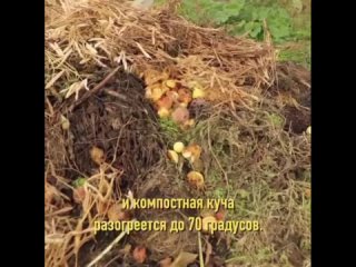 Удобрение из яблок