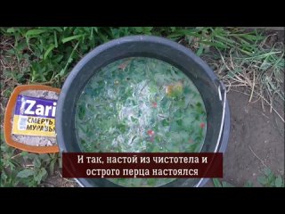 Как бороться с тлей на огурцах? Три этапа, чтобы избежать нашествия насекомого