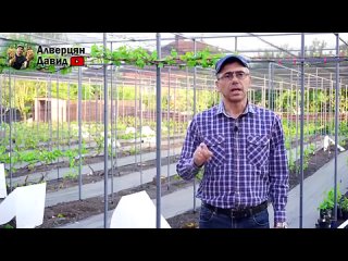 Нормировка кустов винограда побегами ?