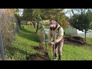 ВЫБИРАЙТЕ САЖЕНЦЫ И СЕМЕНА ПРАВИЛЬНО. Как выбрать качественные саженцы и когда их лучше высаживать.