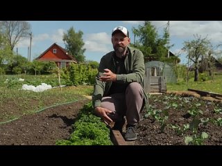 КАК ВЫРАСТИТЬ ПЫШНУЮ ПЕТРУШКУ. Посев петрушки, нюансы посева и выращивания.