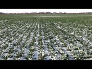 ПОЧВЕННЫЕ ВРЕДИТЕЛИ УНИЧТОЖАЮТ ВАШ ОГОРОД Способы борьбы с почвенными вредителями в огороде.