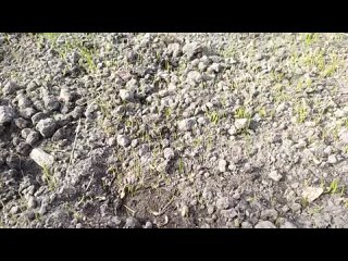 В 10 раз дешевле навоза и в 5 раз эффективнее. МОЩНОЕ удобрение для огорода на зиму. Вносить осенью