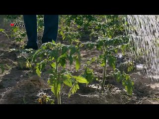 В Ноябре Внесите В Почву Это Удобрение! Экономит Время И Деньги! А Земля Будет Богатой На Урожай!