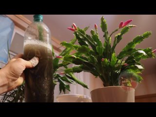 Циркон для домашних цветов и рассады. Самая точная инструкция по применению Циркон для домашних цветов и рассады. Самая точная инструкция по применению