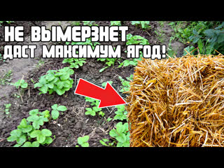 Как и чем замульчировать клубнику чтобы собрать огромный урожай на следующий год.