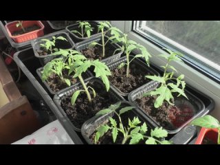 Ребята микориза реально делает рассаду крепкой красивой!