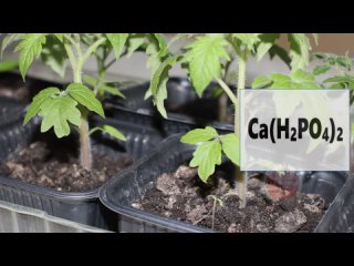Суперфосфат увеличит урожай любого растения в 3 раза при правильном внесении!
