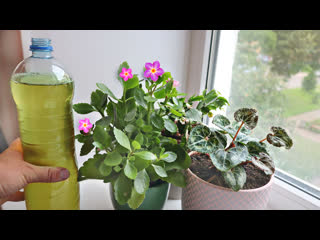 Сделать это удобрение зимой не сложно. Результат потрясающий. Все цветет и пышет.