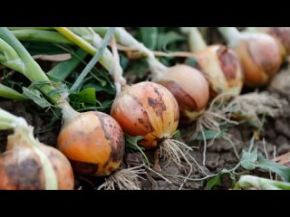 Как правильно вырастить и сохранить репчатый лук!