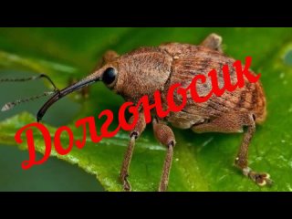 Вредители в саду и огороде!