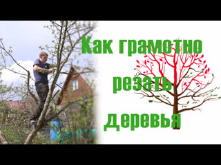 Обрезка плодовых деревьев подробная инструкция, яблоня