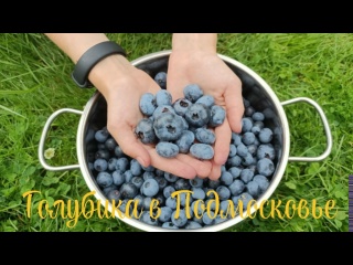 Голубика в Подмосковье. Посадка в короб и защита от птиц