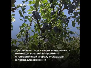 Как правильно собирать урожай яблок, груш и слив