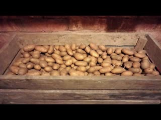 Картофель «Королева Анна». Для чего и как проращивать клубни перед посадкой