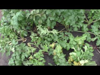 Как я выращиваю пастернак