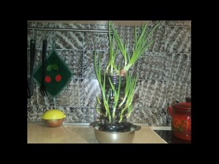 Выращивание зелени зимой. Опыт огородников.