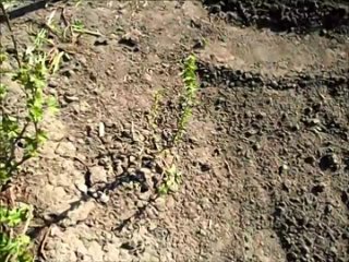 Размножение облепихи