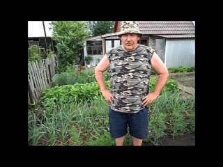 Выращивание укропа в открытом грунте