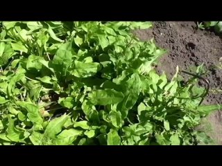 Опыт выращивания щавеля, полезные свойства.