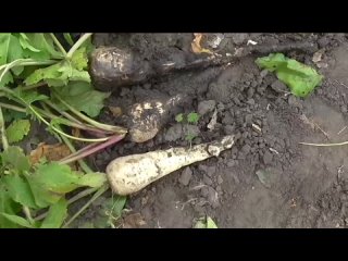 Уборка пастернака, урожайность разных сортов пастернака в этом сезоне.