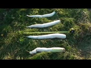 Определяю лучший сорт дайкона в этом сезоне.