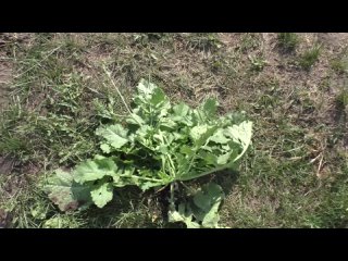 Почему стрелкуется дайкон