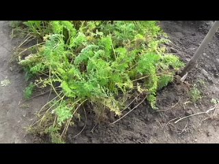 Срок уборки моркови