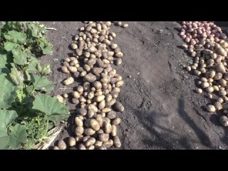 Советы огородников, как выращивать картофель.