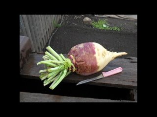 Выращивание брюквы
