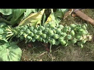 Как выращиваю брюссельскую капусту