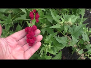 Как выращиваю земляничный шпинат