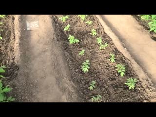 Безрассадные помидоры через месяц после посева 7 июня 2024 года