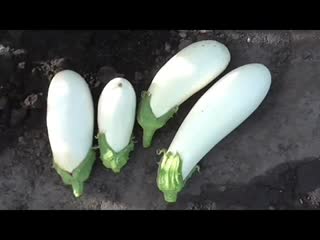 Выращивание рассады баклажанов. Практический опыт.