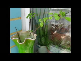Как я вырастил саженец яблони из веточки
