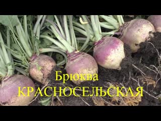 Как вырастить брюкву