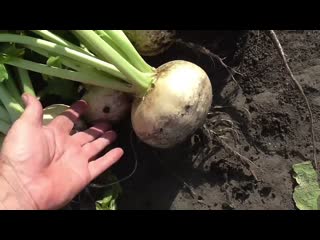 Репа сорт БЕЛАЯ НОЧЬ, описание, опыт выращивания.