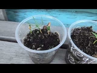 Выращивание кедра из семян, практический опыт.