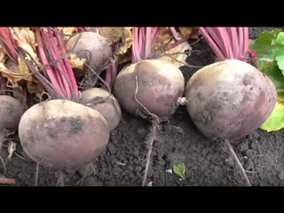 Как вырастить свеклу