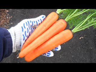 Как вырастить хорошую морковь