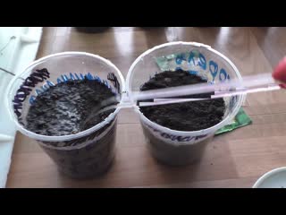 Выращивание картофеля из семян, практический опыт.