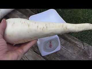 Как я выращиваю пастернак